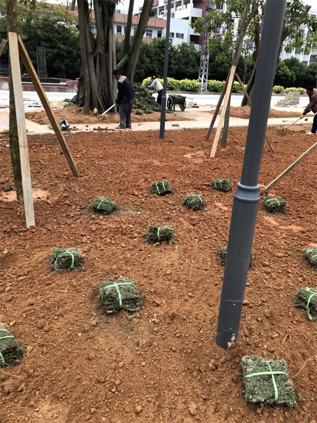 1520217333100251.jpg 臚溪文體廣場(chǎng) (13).jpg