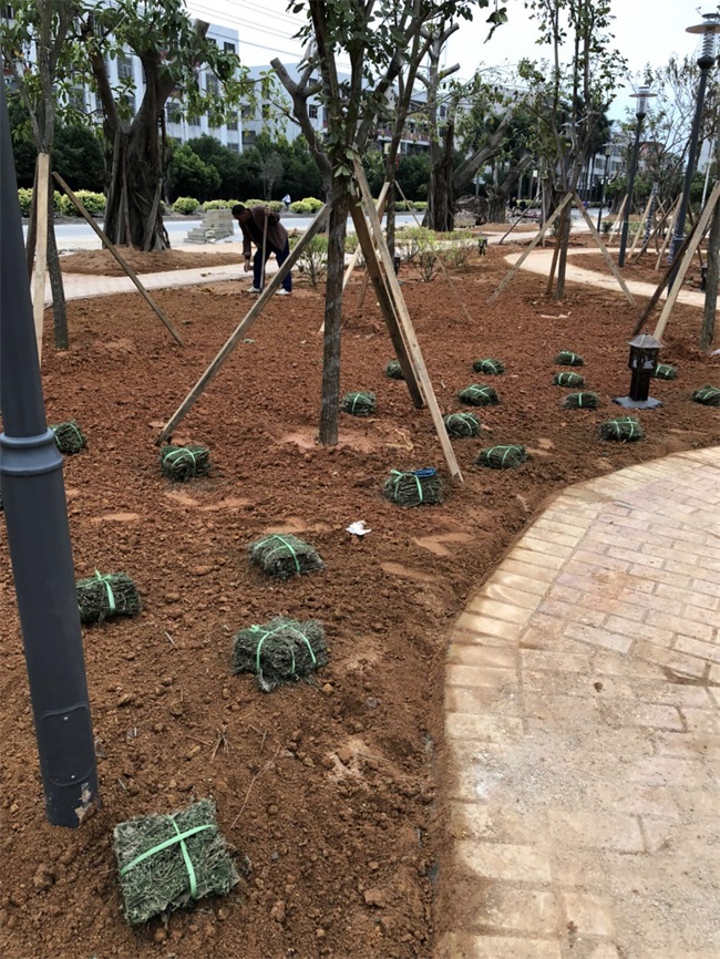 1520217333372698.jpg 臚溪文體廣場(chǎng) (12).jpg