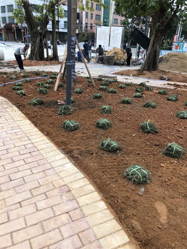 1520217335121693.jpg 臚溪文體廣場(chǎng) (14).jpg